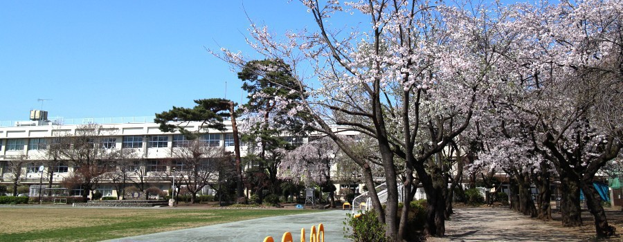 桜と二小校舎